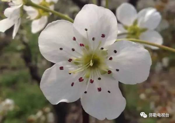 梨花洁白似雪,梅花型的梨花瓣,花丝红黑相间.