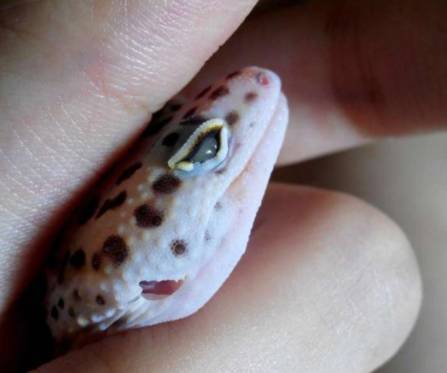 守宫诊所:守宫眼睛疾病大作战!