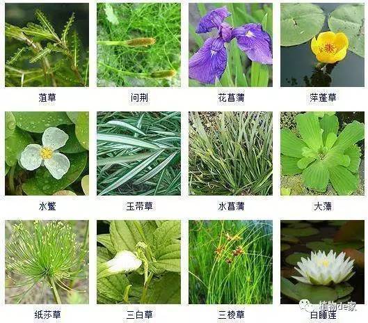 为了潜心研究水培盆栽 收藏了这100种水生植物 时尚频道 手机搜狐