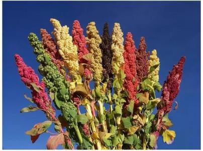 藜麦粮食中的"王者"-美食频道-手机搜狐