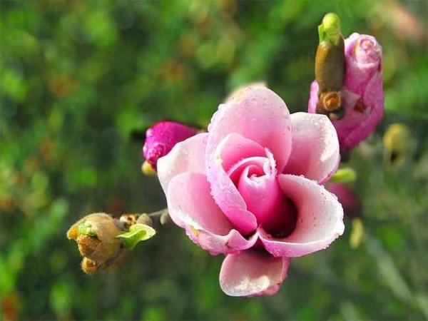 中医养生 过敏性鼻炎别忘补气 健康频道 手机搜狐