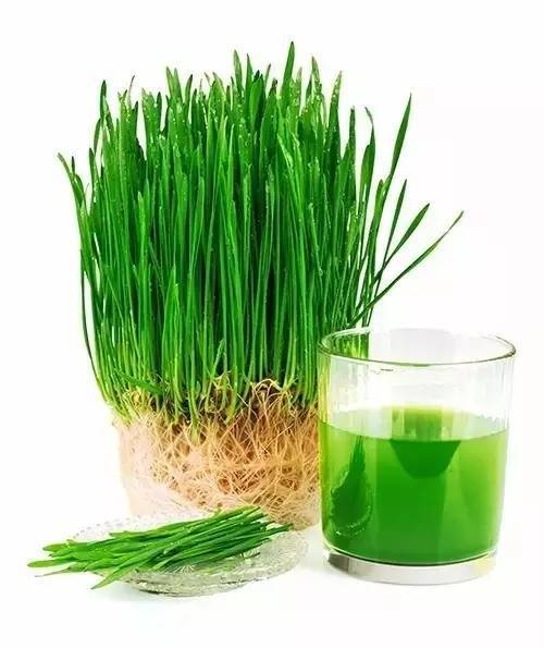 天然维生素宝库「有机大麦苗」:碱性食材之王 排毒力max!