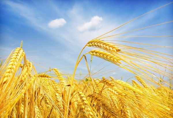 17年水稻,小麦一样赚钱!