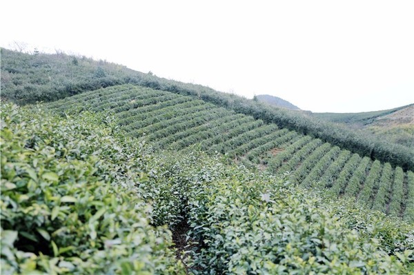 江北首批春茶开采啦!