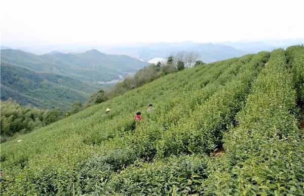 江北首批春茶开采啦!