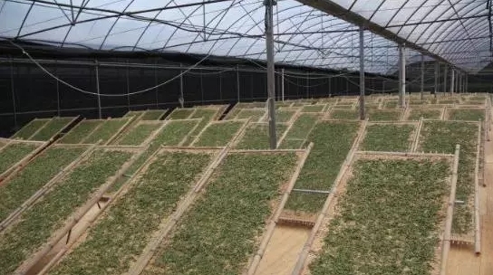 福鼎大白茶种植条件