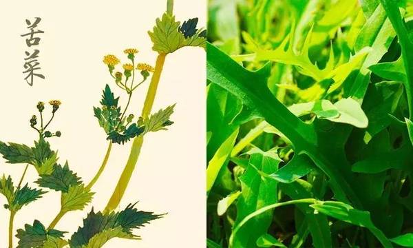 子曰《诗经》:诗三百,一言以蔽之——好好吃!