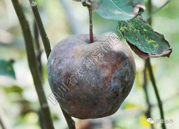 1 腐烂病不仅危害苹果,还可以危害梨树,桃树,樱桃,梅等果树.