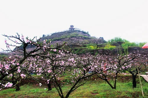 合川:太和镇千亩桃花盛开 桃花山上有座将军阁