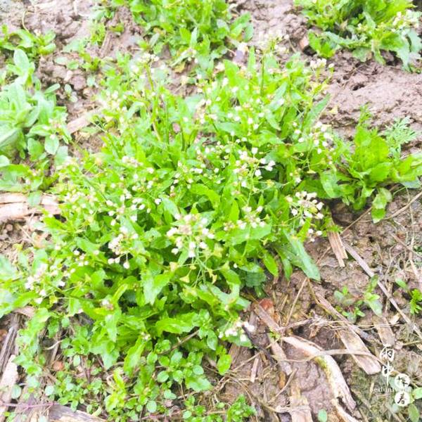 春晓这片200多亩油菜花已悄然盛开!