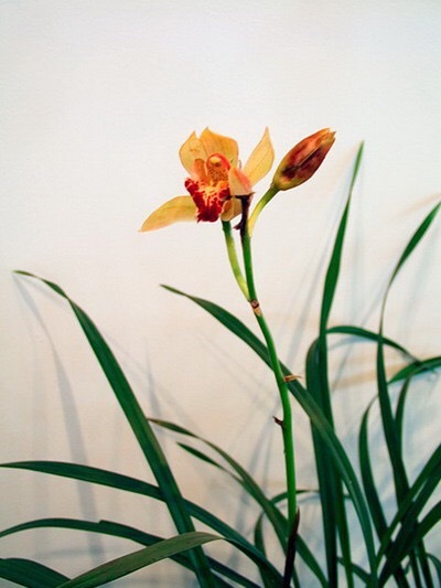 十二月花神竟然对应这些古人 文化读书频道 手机搜狐