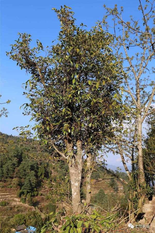 驱车200公里,寻找临沧未被开发的千年古茶树群落
