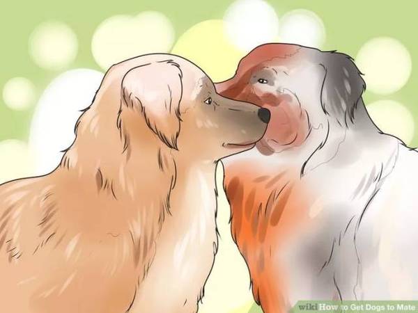 犬交配障碍的原因及处置方法 新闻频道 手机搜狐