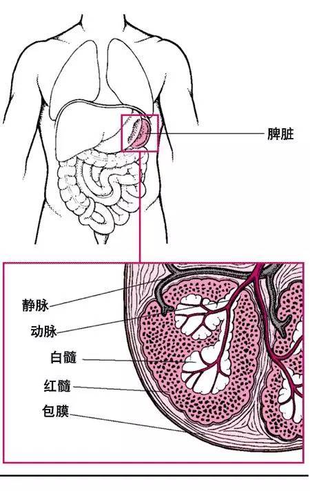 丞燕 免疫系统