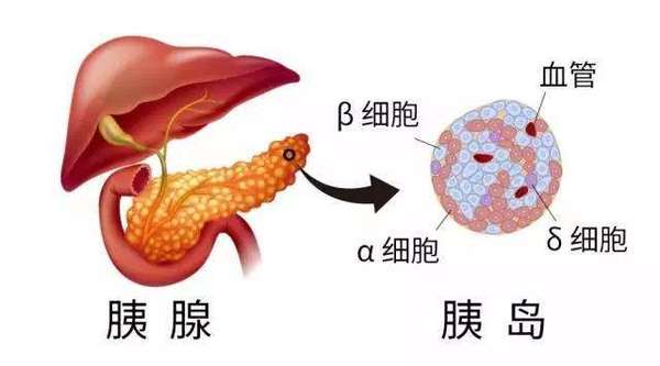 糖友必看 血糖和胰岛素是怎么回事 健康频道 手机搜狐