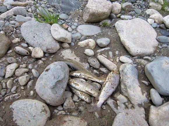 额尔齐斯河的鱼可以生吃,绝对不一样的钓鱼体验