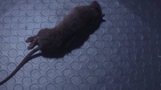 这部在厕所完成的丧尸片,居然给了我惊喜