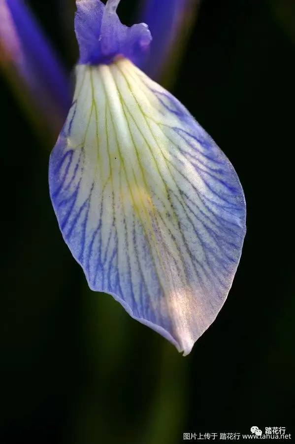 我的野花集(二)