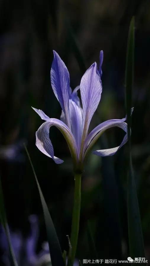 我的野花集(二)