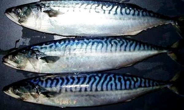 鲭鱼料理 只要是这类的鱼都能这样料理 美食频道 手机搜狐