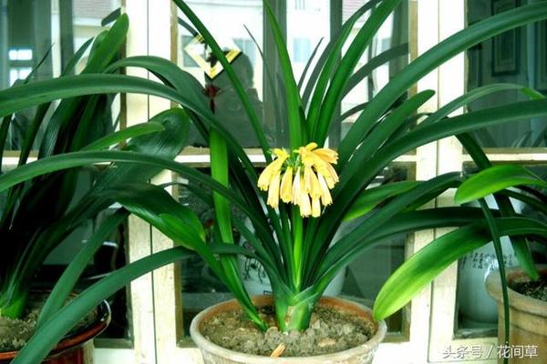 君子兰,花期较长,寿命更长,通常养护得当可达几十年之久,开花一般要