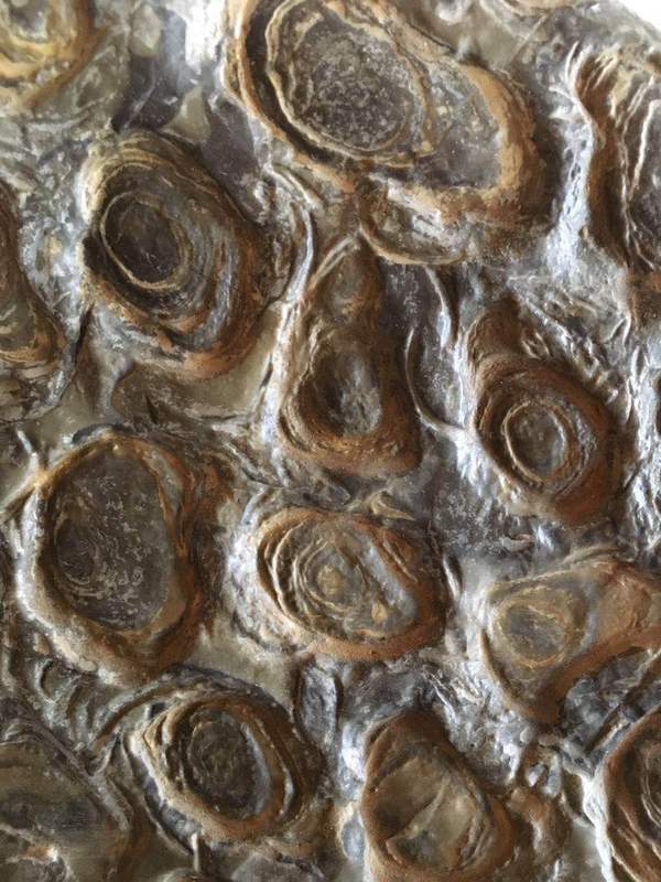 罕见!巨型海洋贝类化石 价值图赏