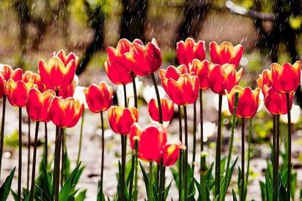 经济学或者熟悉历史的朋友们一定听过"郁金香泡沫"(又称"郁金香效应")