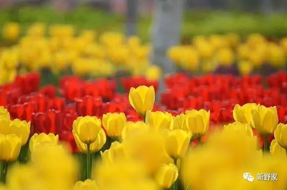 经济学或者熟悉历史的朋友们一定听过"郁金香泡沫"(又称"郁金香效应")