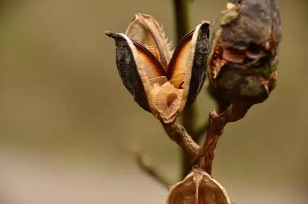 大百合成熟的蒴果开裂为3瓣,里面藏着极轻的带膜质翅种子(图片来自