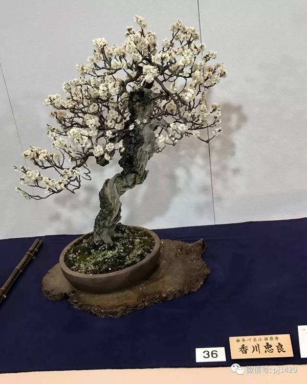 日本最高级别的盆栽展,别错过了!