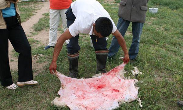 一会儿的功夫,一只整羊剔剥出来了,羊皮晾在草地上,羊肉已经进了锅.