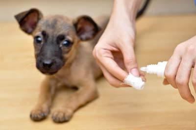 如何给幼犬洗耳朵 你真的知道吗 新闻频道 手机搜狐