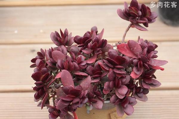 多肉植物老桩系列 克拉夫 颜色漂亮一体桩