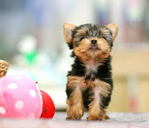 约克夏有多可爱 看看立耳的约克夏就明白了 无线频道 手机搜狐