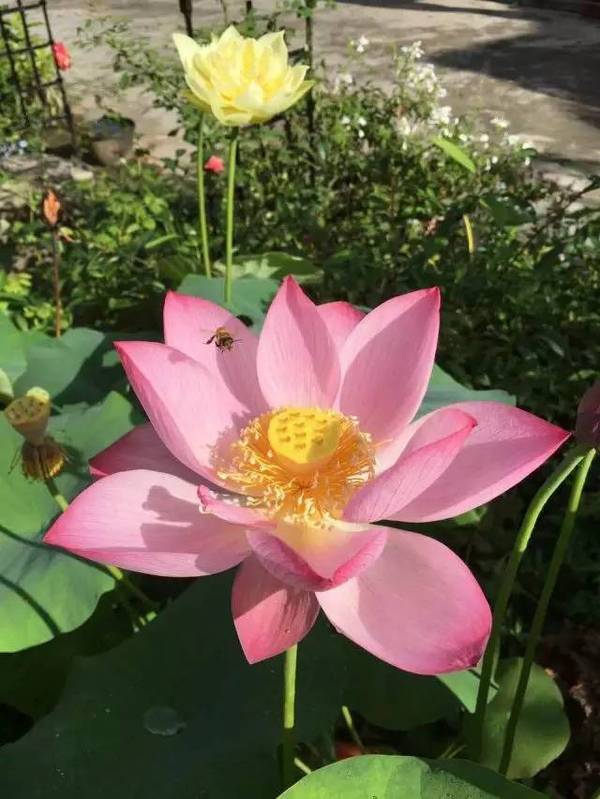 各类花的名称和图片