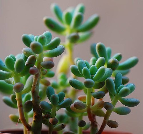 多肉也纠结 教你如何区分虹之玉 乙女心 八千代 新闻频道 手机搜狐