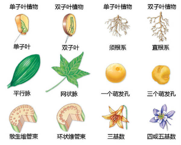 变态叶 d 芽,茎,根等 芽 注:本文图纸来自景观邦,由 景观大数据