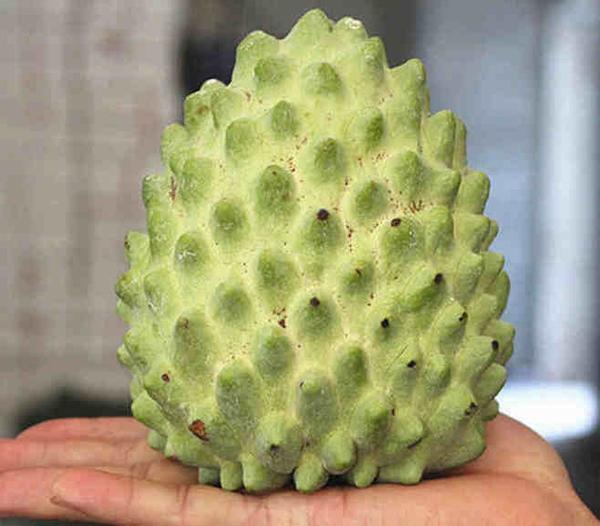 美食科普|恶魔果实其实是非常名贵的水果