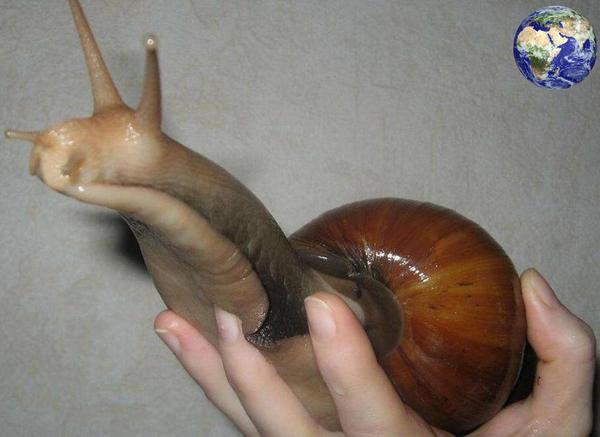 世界上最大的蜗牛,比乌龟还要大,一只卖两千元