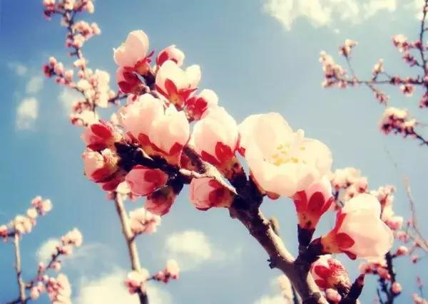 十里桃花 开 除了赏景 桃花桃树的养生功效 健康频道 手机搜狐