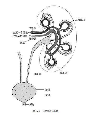 血液经过肾小球时,通过肾小球的毛细血管把血液中的