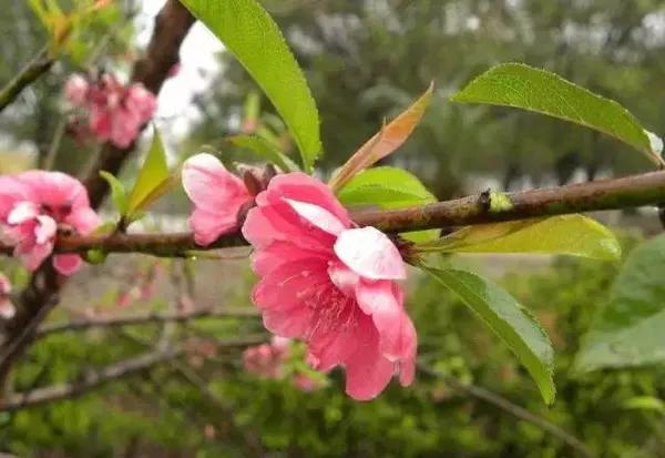十里桃花 开 除了赏景 桃花桃树的养生功效 健康频道 手机搜狐