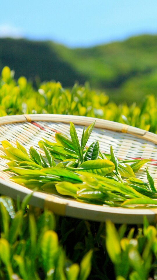 季节喝茶普洱茶好吗_季节喝茶普洱好吗_普洱茶什么季节喝