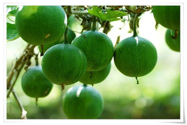 生津止渴 稳定血糖 常用这种百搭中药 效果更好 健康频道 手机搜狐