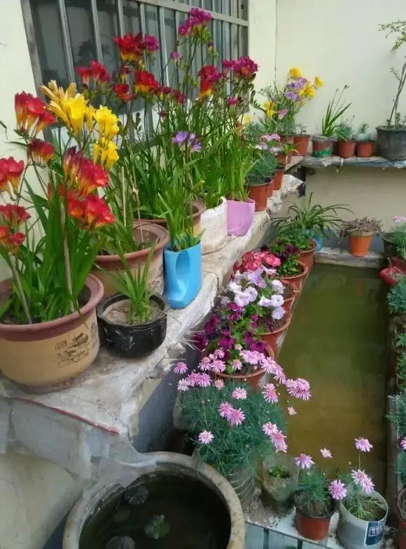 好想回农村建个花园,房前种花,屋后种菜!