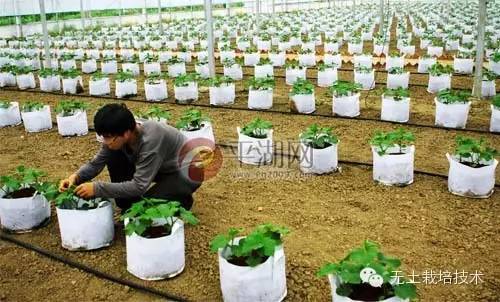 一种新型无土栽培技术 无纺布袋容器基质栽培技术 科技频道 手机搜狐