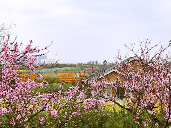 百年桃树王 见证百年桃花缘