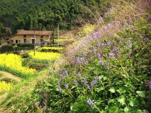 滿山的金黃,空氣都過濾成花香,又是一年箬山油菜花節