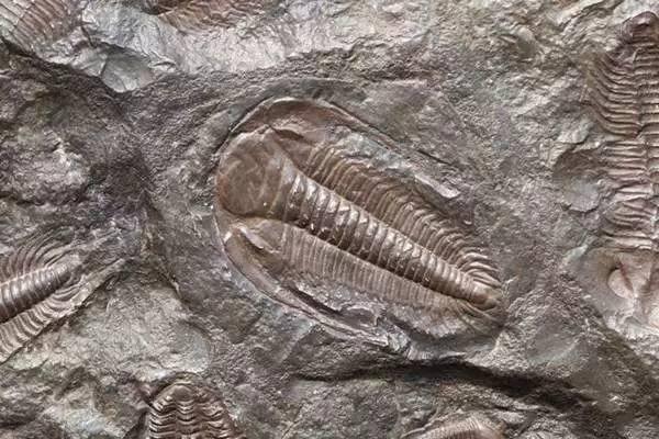 第一种进化出眼睛的生物是什么 听百科 教育频道 手机搜狐