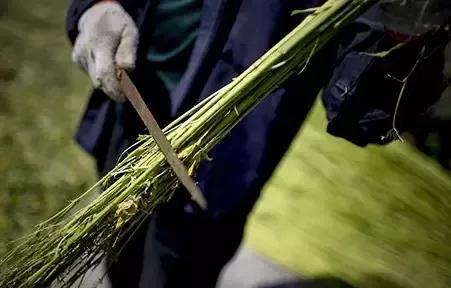 它也是一个象形字,意思是用手去剥取麻茎的皮.